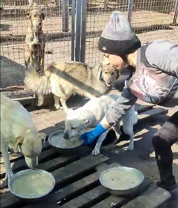 Feeding hungry dogs at Sotnitskoe Animal Shelter in Ukraine © Olga Kravchenko-Reva